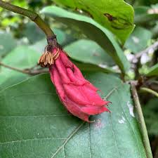 Attēlu rezultāti vaicājumam “Magnolia kobus fruit”