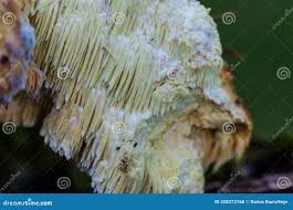 Attēlu rezultāti vaicājumam “Sarcodontia crocea”