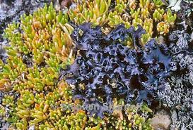 Attēlu rezultāti vaicājumam “Cetraria islandica”