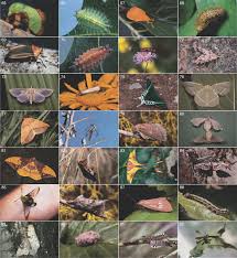 Attēlu rezultāti vaicājumam “Psallus sp. imago”