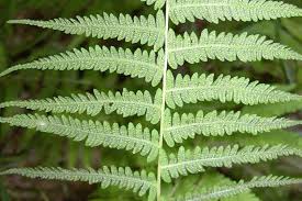 Attēlu rezultāti vaicājumam “Polymerus palustris”