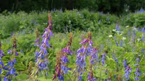Attēlu rezultāti vaicājumam “Galega orientalis flower”