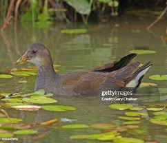 Attēlu rezultāti vaicājumam “Gallinula chloropus juvenile”