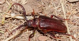 Attēlu rezultāti vaicājumam “Priobium carpini”