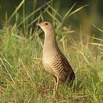 Attēlu rezultāti vaicājumam “Crex crex eggs”