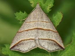 Attēlu rezultāti vaicājumam “Colobochyla salicalis”