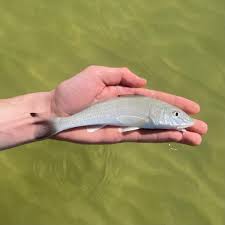 Image result for Menticirrhus littoralis