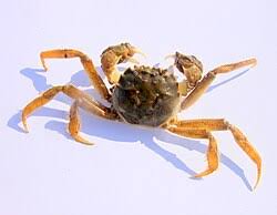 Image result for Eriocheir sinensis