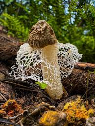 Attēlu rezultāti vaicājumam “Diderma ochraceum young”