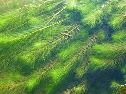 Attēlu rezultāti vaicājumam “Myriophyllum alterniflorum”