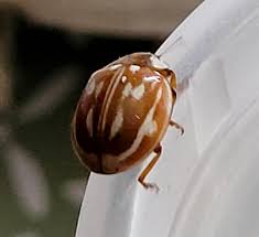 Attēlu rezultāti vaicājumam “Myzia oblongoguttata”