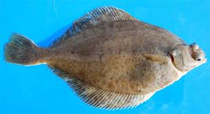 Image result for Limanda limanda