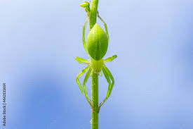 Attēlu rezultāti vaicājumam “Micrommata virescens”