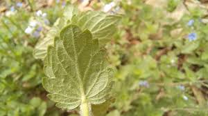 Attēlu rezultāti vaicājumam “Veronica chamaedrys leaf”