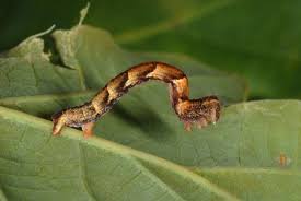 Attēlu rezultāti vaicājumam “Cyclophora punctaria”