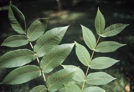 Attēlu rezultāti vaicājumam “Juglans cinerea leaf”