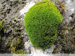 Attēlu rezultāti vaicājumam “Grimmia muehlenbeckii sporophyte”