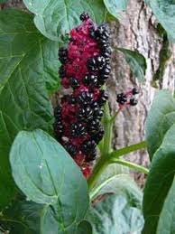 Attēlu rezultāti vaicājumam “Phytolacca acinosa”