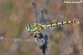 Attēlu rezultāti vaicājumam “Onychogomphus forcipatus”