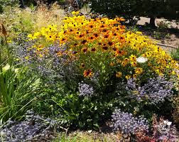 Image result for Rudbeckia