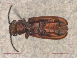 Attēlu rezultāti vaicājumam “Cucujidae”