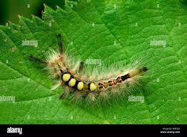 Attēlu rezultāti vaicājumam “Orgyia antiqua”