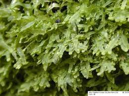 Attēlu rezultāti vaicājumam “Metzgeria furcata”