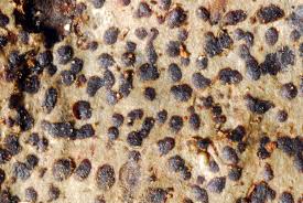 Attēlu rezultāti vaicājumam “Arthonia spadicea”