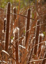 Attēlu rezultāti vaicājumam “Typha latifolia”