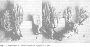 Attēlu rezultāti vaicājumam “Lentaria epichnoa”