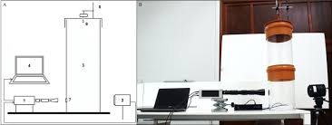 Attēlu rezultāti vaicājumam “Pohlia cruda sporophyte”