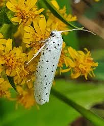 Attēlu rezultāti vaicājumam “Yponomeuta malinellus / cagnagella”