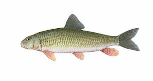 Image result for Moxostoma erythrurum