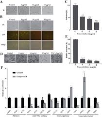 Attēlu rezultāti vaicājumam “Odontoschisma denudatum cells”