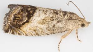 Attēlu rezultāti vaicājumam “Cydia splendana”