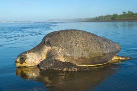 Image result for Lepidochelys olivacea