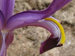 Attēlu rezultāti vaicājumam “Iris rosenbachiana flower”