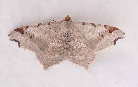 Attēlu rezultāti vaicājumam “Macaria notata”