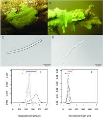 Attēlu rezultāti vaicājumam “Spongilla lacustris”