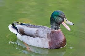 Attēlu rezultāti vaicājumam “Anas platyrhynchos”