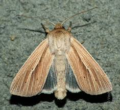 Attēlu rezultāti vaicājumam “Mythimna impura”