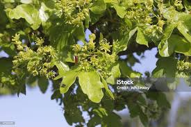 Attēlu rezultāti vaicājumam “Acer campestre flower”