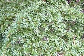 Image result for Leaves Green Bowmen