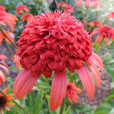 Image result for Echinacea Lustre hybrids