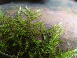 Attēlu rezultāti vaicājumam “Hygroamblystegium varium”