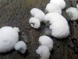 Attēlu rezultāti vaicājumam “Ceratiomyxaceae”