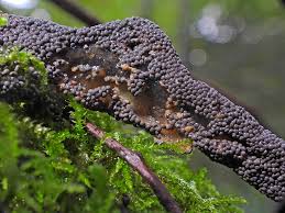 Attēlu rezultāti vaicājumam “Diderma subincarnatum young”