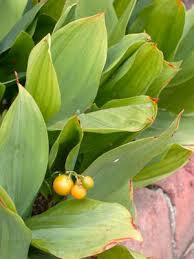 Attēlu rezultāti vaicājumam “Convallaria majalis fruit”