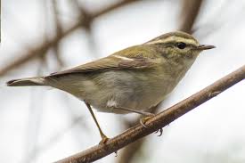 Image result for Phylloscopus humei