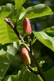 Attēlu rezultāti vaicājumam “Magnolia acuminata fruit”
